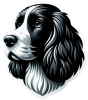 English spaniel