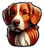 Nova Scotia Duck Tolling Retriever